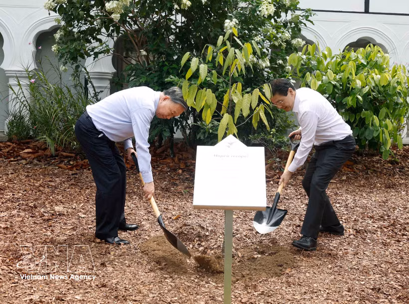 General Secretary of the Communist Party of Vietnam Central Committee and State President To Lam joins Singaporean Prime Minister Lawrence Wong in the tree-planting ceremony on May 30. (Photo: VNA)