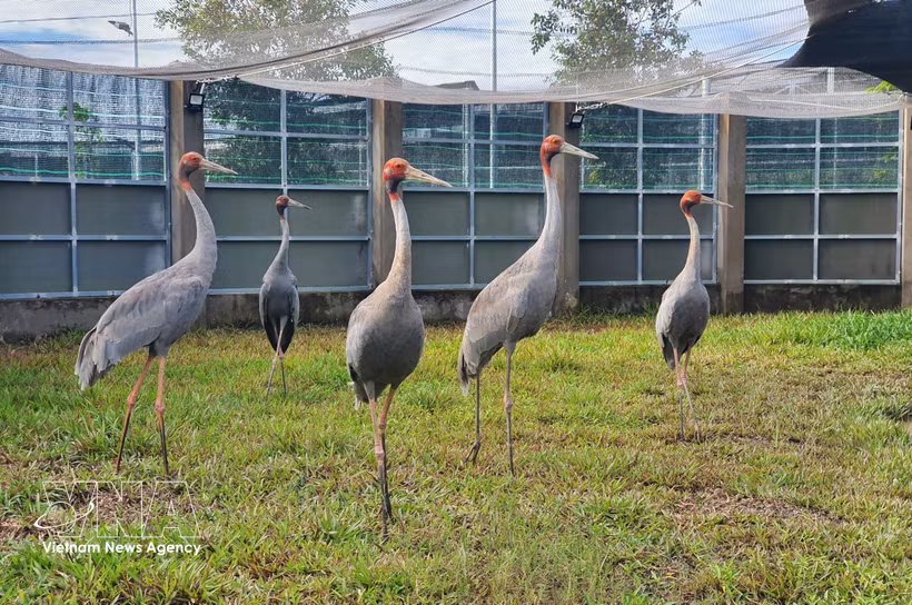 Sarus cranes are cared for at the conservation facility of the Tram Chim National Park in Dong Thap province. (Photo: VNA)