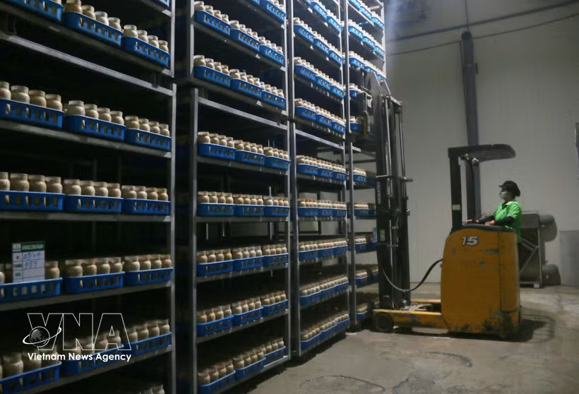 Robots handle cargo loading and unloading, helping reduce labour intensity and boost productivity (Photo: VNA)