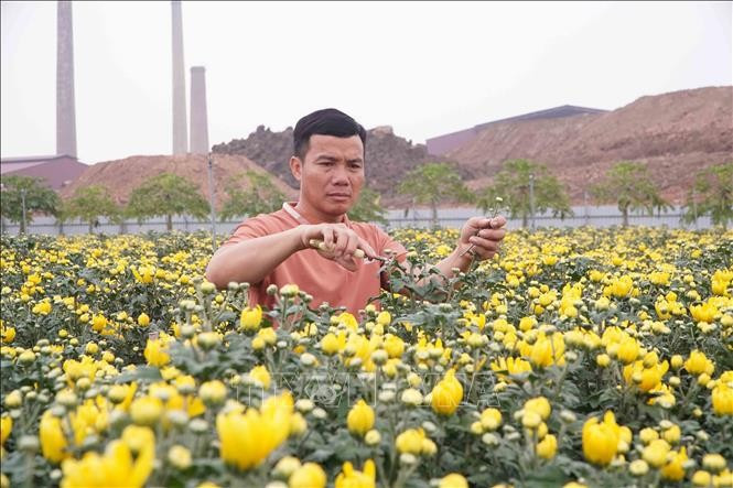 Leveraging the fertile alluvial soil along the Red River, Trinh Ngoc Tiep of Hiep Cuong commune, Hung Yen province, boldly develops a large-scale flower-growing model that generates high income and creates jobs for many local workers. (Photo: VNA)