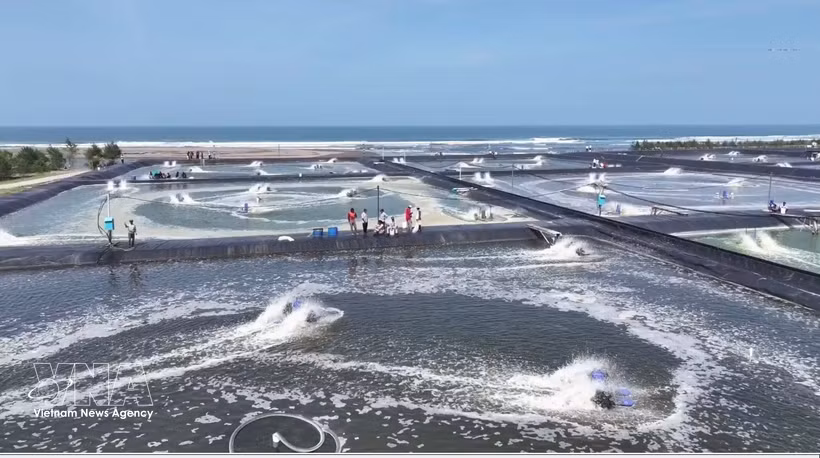 Shrimp farming ponds in Kebumen, Central Java, Indonesia. (Photo: VNA)