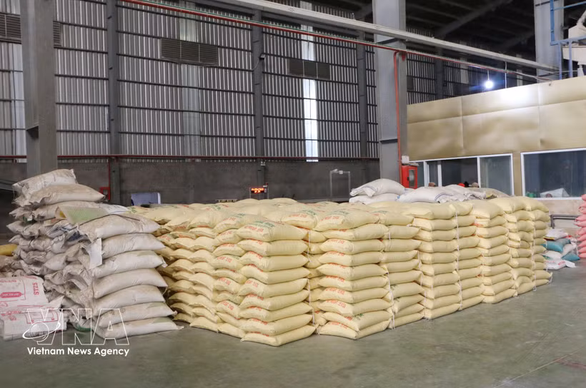 Can Tho yields about 3 million tonnes of rice each year (Photo: VNA)