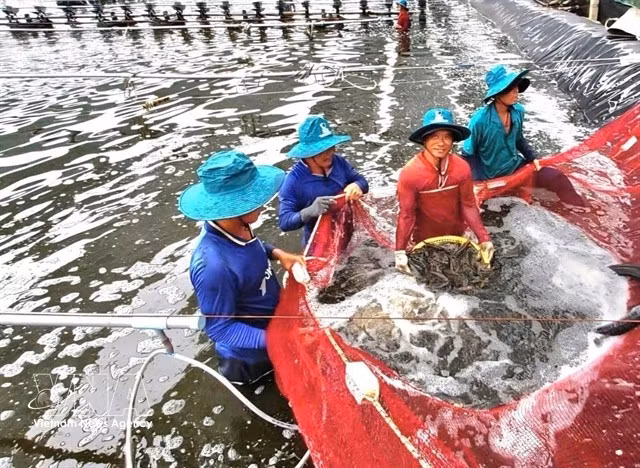 Vietnam's shrimp exports regained momentum in the first half of 2026 after a volatile period, supported by robust demand from mainland China and Hong Kong. (Photo: VNA)