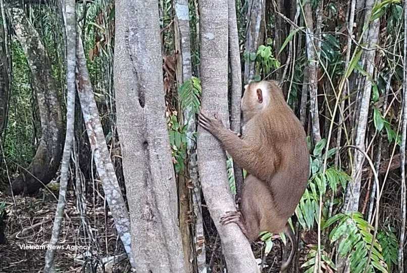 The rhesus macaque released into the U Minh Ha National Park (Photo: VNA)