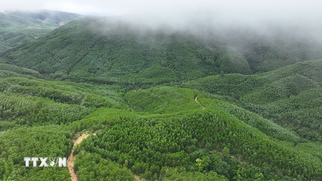 From 14.9 million hectares of forests, Vietnam’s potential is estimated at around 70 million tonnes of carbon credits (Photo: VNA)