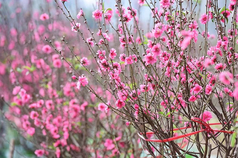 In Vietnamese cultural life, flowers and ornamental plants are not merely decorative elements that brighten living spaces.