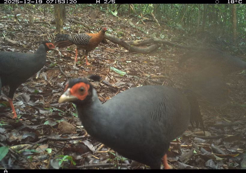 The biodiversity survey records 27 wildlife species, comprising eight mammal species and 19 bird and ground-dwelling species. (Photo: Management Board of the My Son Sanctuary)