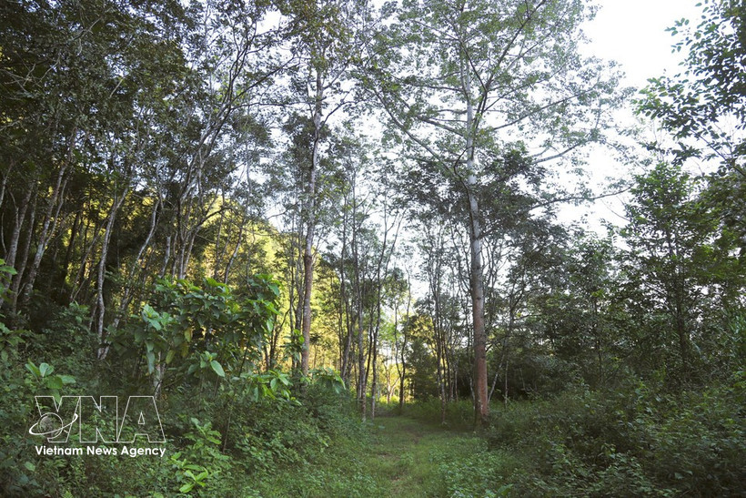 At outlying botanical garden of Pu Huong Nature Reserve (Photo: VNA)