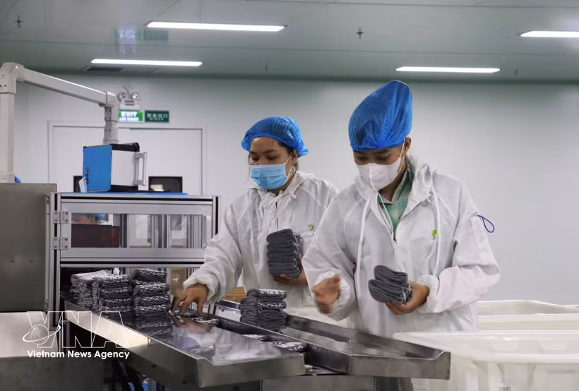 Production at an FDI enterprise in Tay Ninh province. (Photo: VNA)