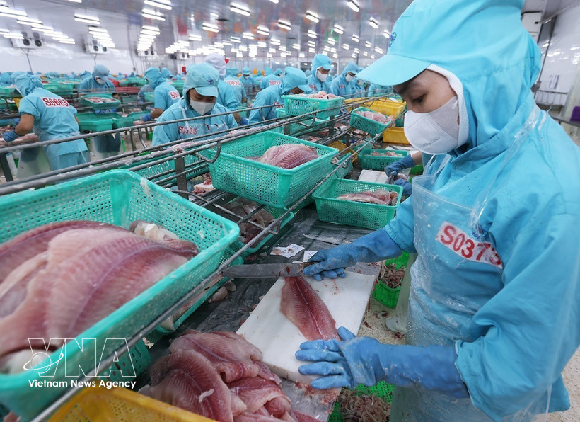 Workers process pangasius fillet for export at Sao Mai Group's factory in An Giang province (Photo: VNA)