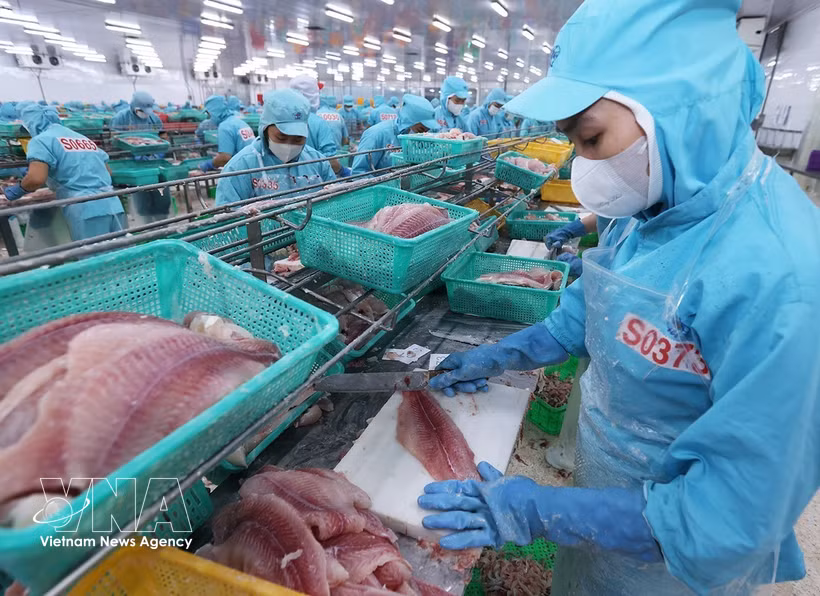 Workers process pangasius fillet for export at Sao Mai Group's factory in An Giang province (Photo: VNA)