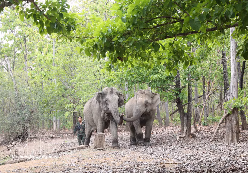 A mahout from the Dak Lak centre for elephant conservation, wildlife rescue, and forest protection management treks alongside elephants in search of water and food. (Photo: VNA)