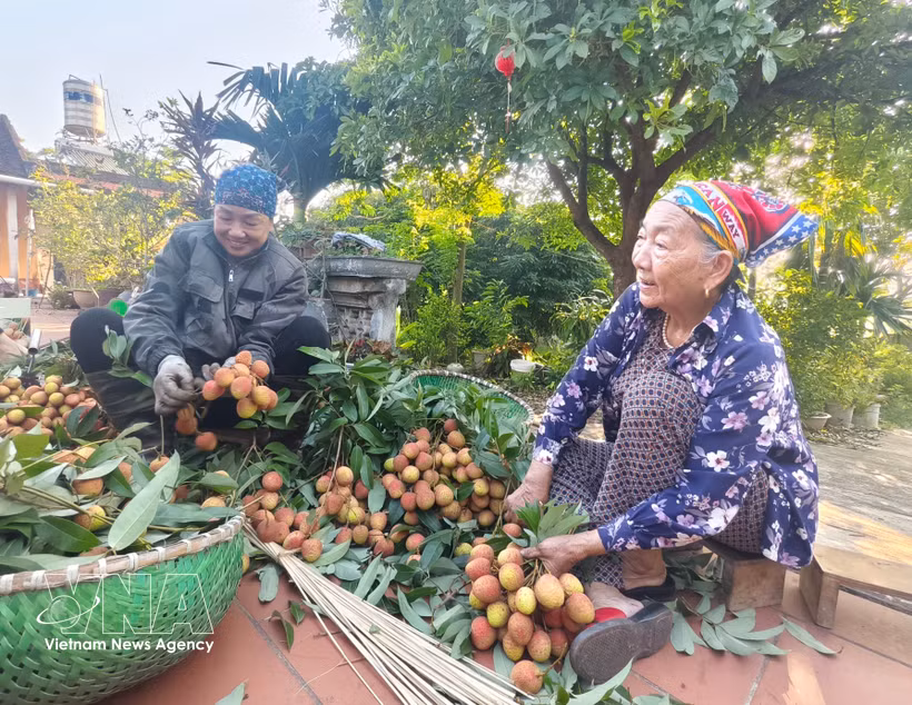 Bac Ninh farmers harvest lychees. (Photo: VNA)