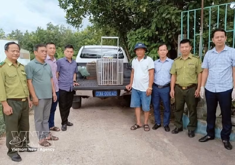 Staff from the Centre for Rescue, Conservation and Creature Development under the Phong Nha – Ke Bang National Park in Quang Tri province, together with forest rangers, receive wild animals voluntarily handed over by local residents. (Photo: VNA)