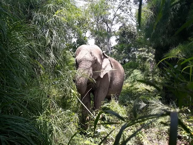 An endangered Asian elephant in the wild in the Central Highlands region in Vietnam. (Photo courtesy of Animals Asia)