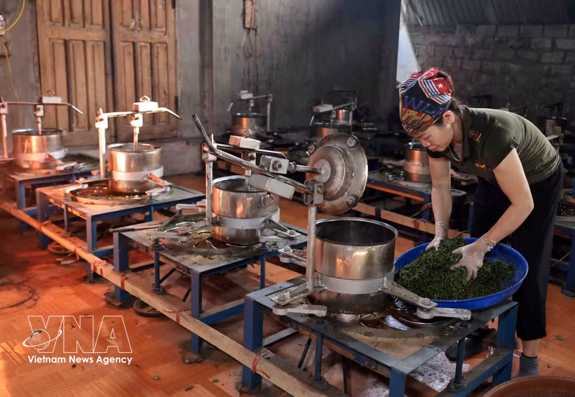 Lien Minh Agricultural Cooperative in Thai Nguyen province, provides stable employment for hundreds of its members. (Photo: VNA)