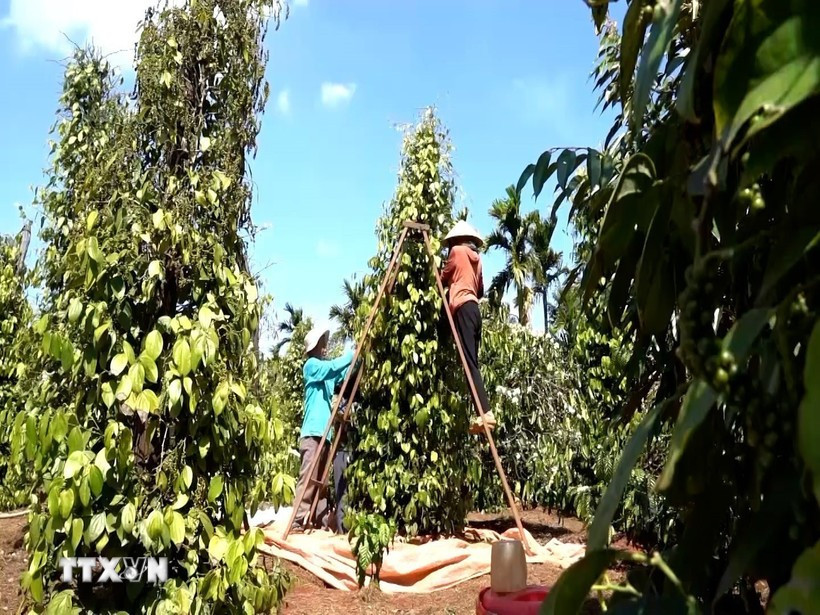 Farmers in Gia Lai are harvesting pepper. (Photo: VNA)