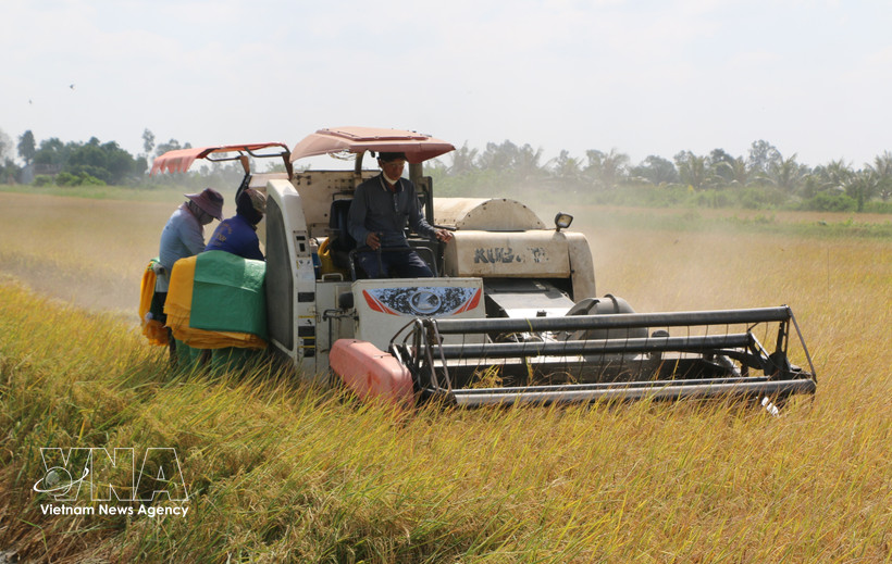 Farmers in Ca Mau province use combine harvesters to harvest rice. (Photo: VNA)