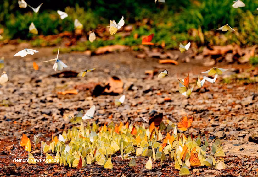 Delicate butterflies diversify tourism experiences at Cuc Phuong National Park. (Photo: VNA)