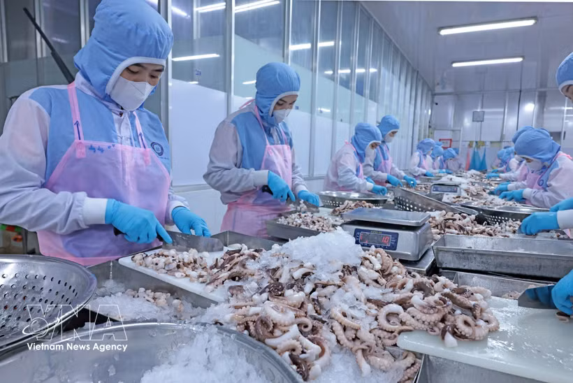 Workers process seafood for exports. (Photo: VNA)