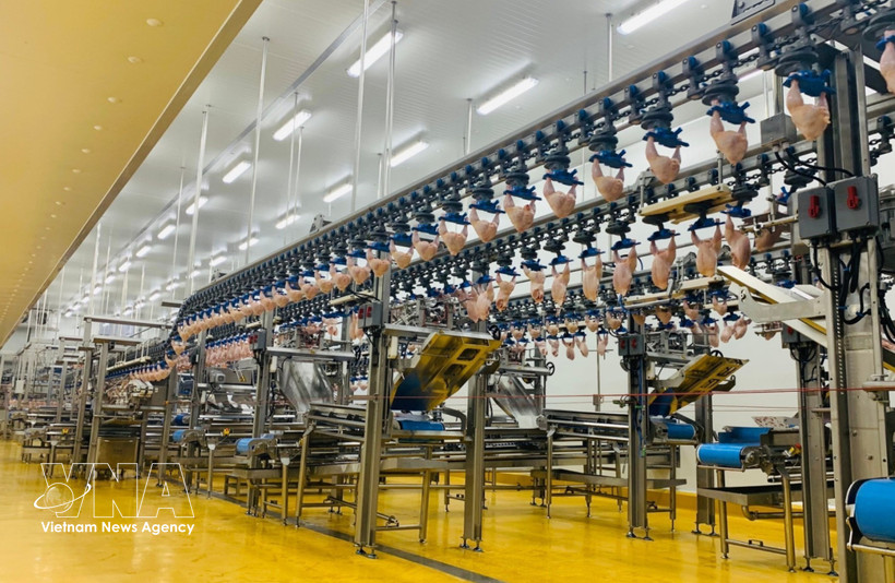 Inside a modern poultry processing factory (Photo: VNA)
