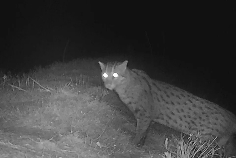 A fishing cat is spotted in western Cambodia's Pursat province (Photo: Conservation International)