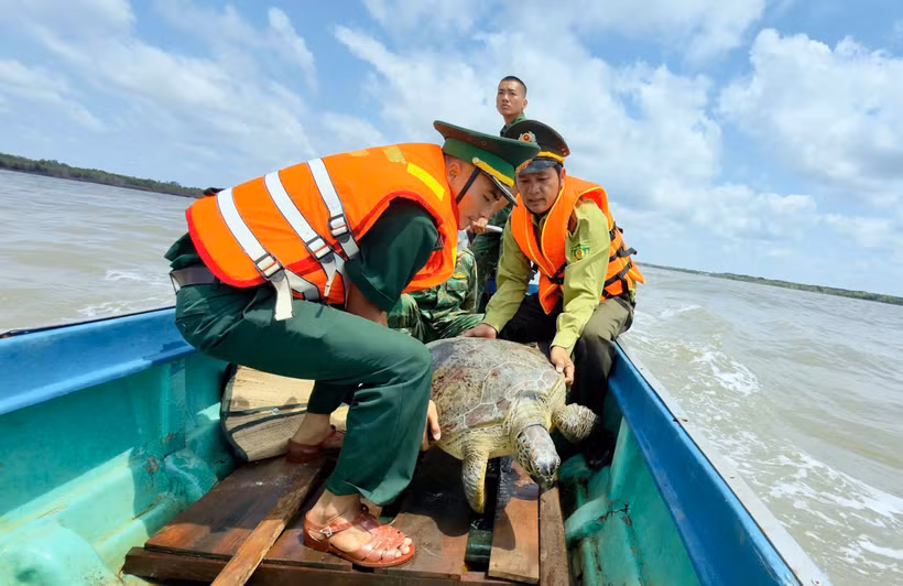 Ca Mau border guards join forest rangers and fishermen to release a 60kg green sea turtle back into the ocean. (Photo published by VNA)