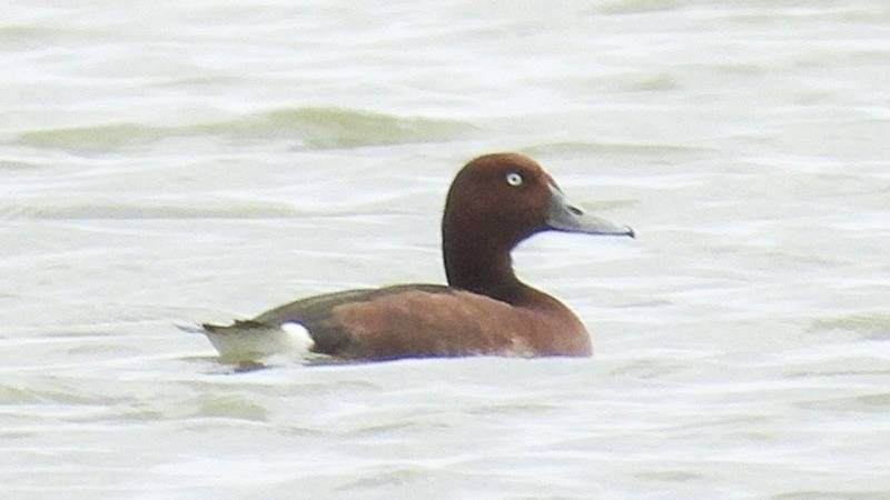 The ferruginous duck (Aythya nyroca) found at Hac Hai Lagoon (Photo: Phong Nha – Ke Bang National Park)