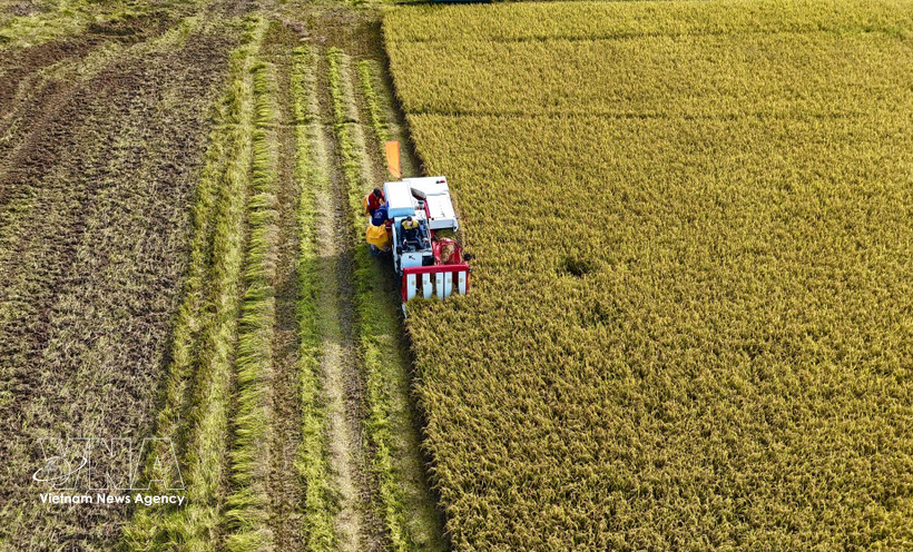 Farmers harvest the 2025 Winter–Spring rice crop in An Giang province. (Photo: VNA)