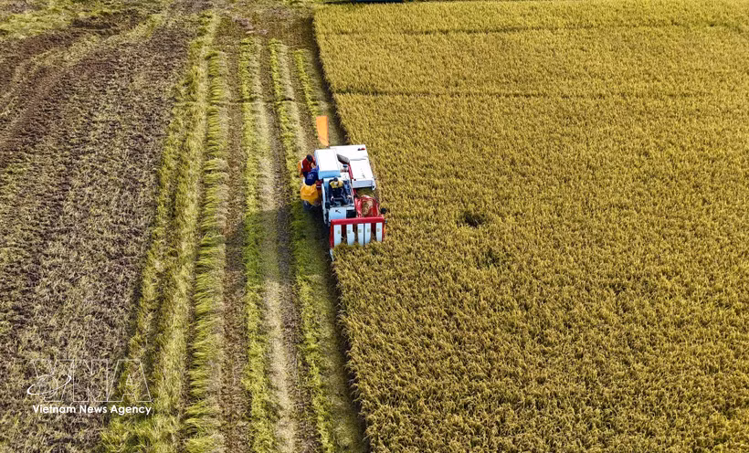 Farmers harvest the 2025 Winter–Spring rice crop in An Giang province. (Photo: VNA)