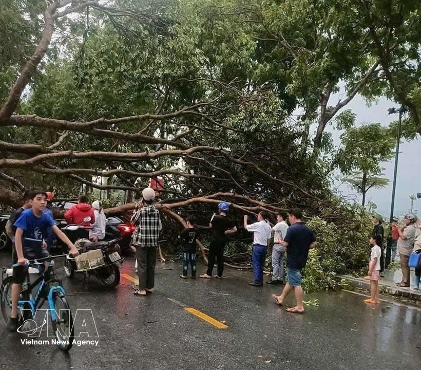 Trees fall in the northern mountainous province of Lao Cai due to a strong thunderstorm on the afternoon of March 29, 2026. (Photo: VNA)