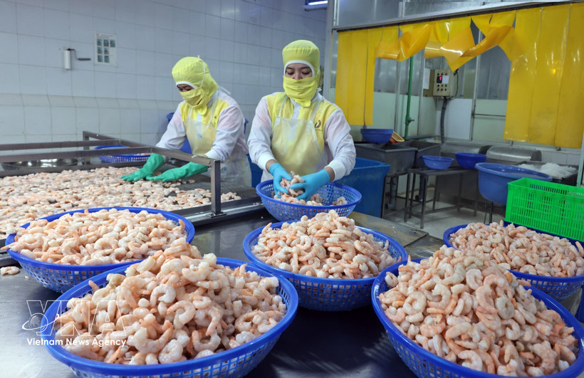 Shrimp processing for export at Huy Nam company, An Giang province. (Photo: VNA)