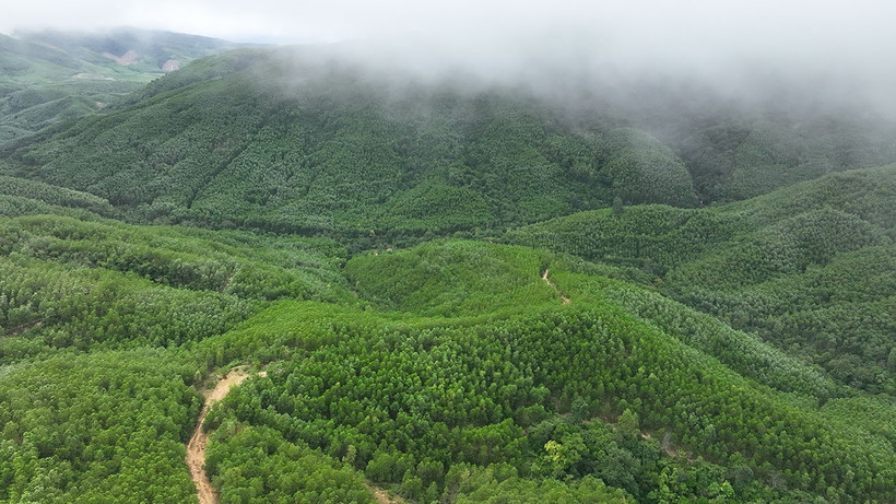 A large-timber plantation area in Van Canh commune, Gia Lai province (Photo: VNA)