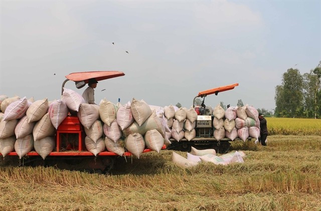 Farmers harvest rice in An Giang province (Photo: VNA)
