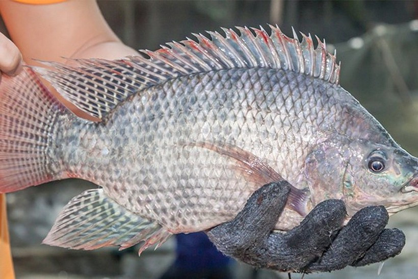 Vietnam’s tilapia export turnover to the US surges 173% year-on-year in 2025 (Source: VASEP)