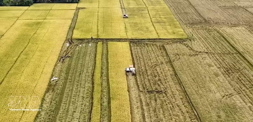 Harvesting rice in the Mekong Delta (Photo: VNA) 
