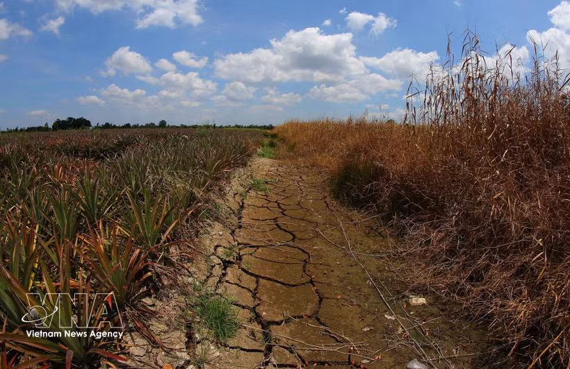 Many inland canals in Can Tho city dries up following a prolonged period of extreme heat. (Photo: VNA)