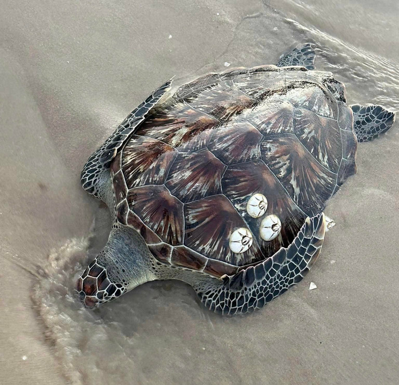 The rare sea turtle found at Nganh Tam Tan beach in Tan Hai commune on March 24 morning. (Photo: provided by a local resident)