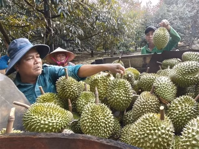 Farmers harvest durians at an orchard in Dong Nai city. (Photo: VNA)