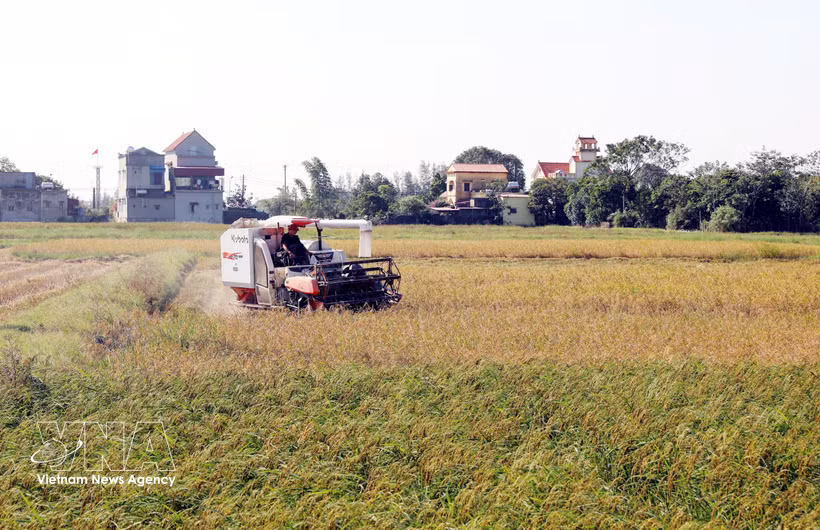 Rice harvest in Xuan Giang commune, Ninh Binh province. (Photo: VNA)