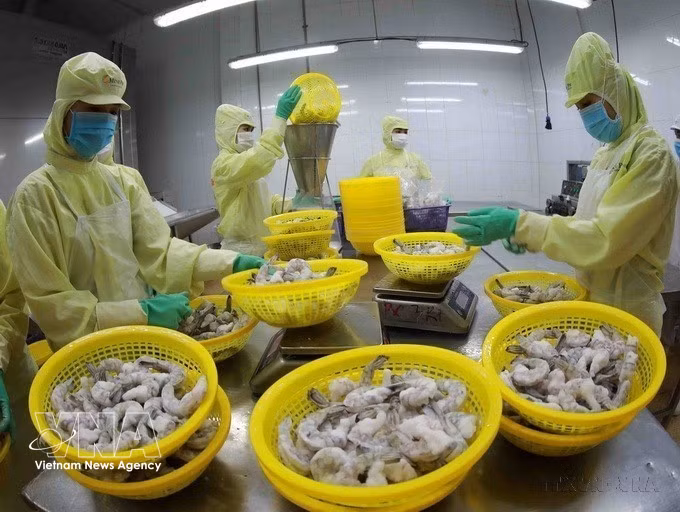 Processing frozen shrimp for export at a factory of Minh Phu Group in Can Tho city (Photo: VNA) 