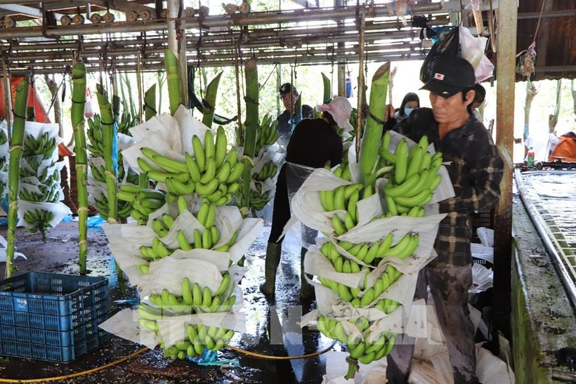 Farmers process bananas before supplying to the market. (Photo: VNA)