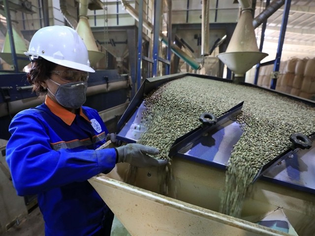 Coffee processed at Simexco Dak Lak. Products with low, transparent, and well-managed carbon footprints will hold long-term competitive advantages. (Photo: VNA) 