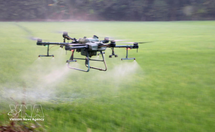 Farmers in An Giang use drones for pesticide spraying, helping save costs, labour and time. (Photo: VNA)