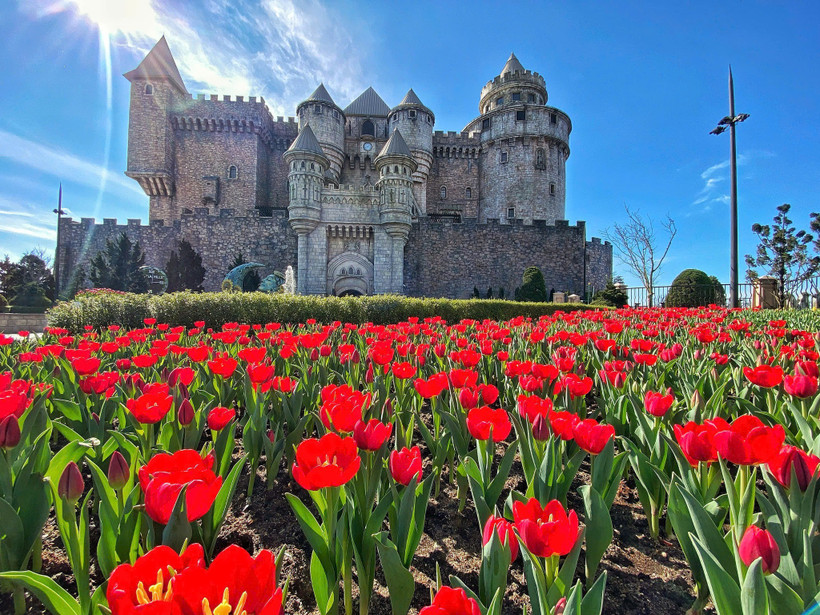 Sun World Ba Na Hills cultivates one mln tulips on Mountaintop for Lunar New Year. (Photo: Sun Group)