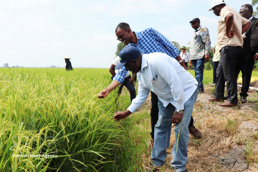 Zambia's Minister of Agriculture Reuben Mtolo Phiri (first, left), learns about the OM19 rice variety grown at Tien Thuan cooperative in Thanh Quoi commune,, Can Tho city (Photo: VNA)