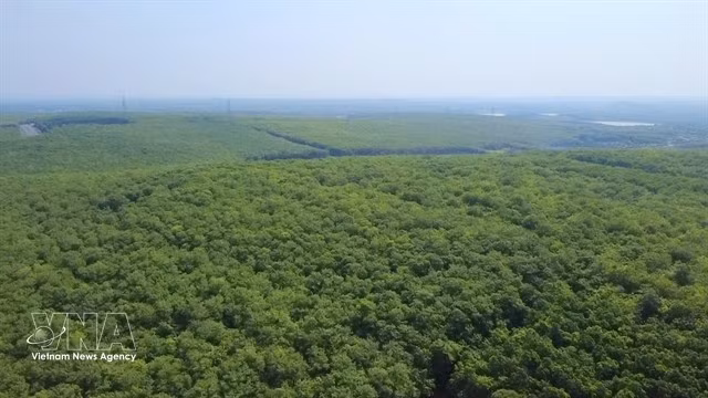 A rubber plantation are in Dong Nai province. Vietnam has more than 900,000 ha of rubber plantations, with over 60% operated by smallholders. (Photo: VNA)