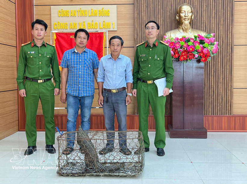 Doan Hong Hai (third from left) hands over a rare pangolin to the authorities of Bao Lam I commune. (Photo: VNA)