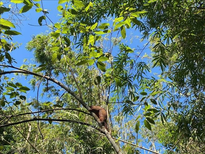 A Javan pangolin is released back into nature at Bu Gia Map National Park. (Photo: VNA)