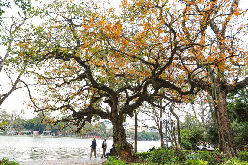 Leaves of loc vung (Barringtonia acutangula tree) change colour beside Hoan Kiem Lake (Photo: VNA)